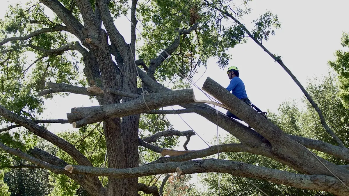 Professional Hazardous Tree Removal performed by certified arborists in Highlandville