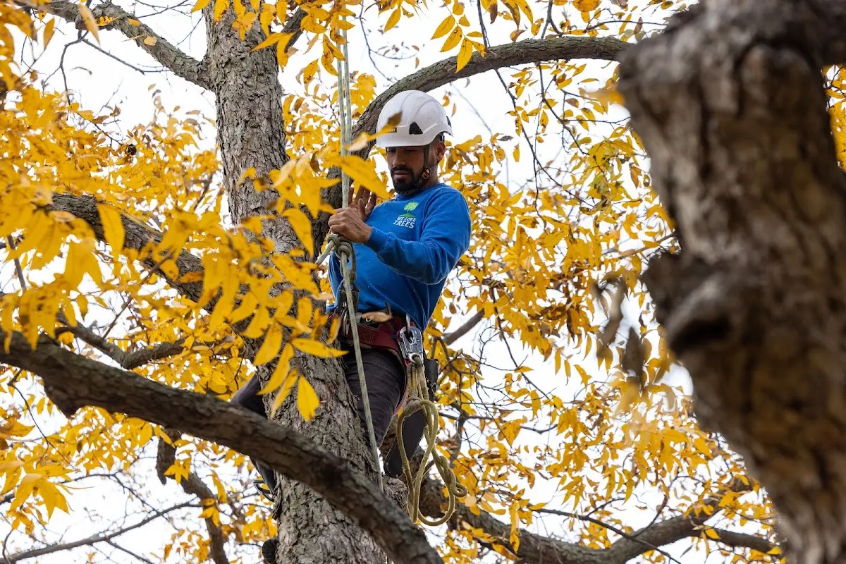 Skilled Tree Planing crew working in Highlandville